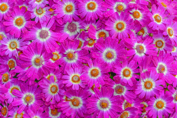 雨中春花图片下载