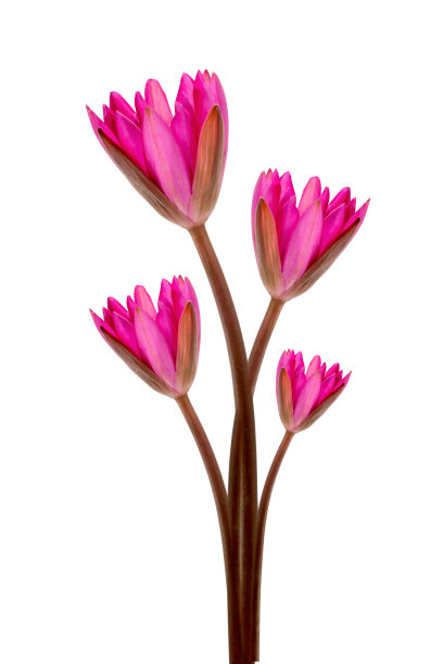 粉红色的睡莲花。(莲花)图片下载