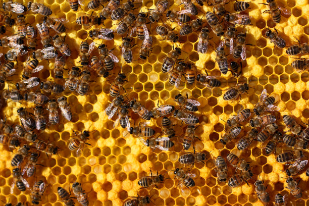 蜂房和蜜蜂图片下载