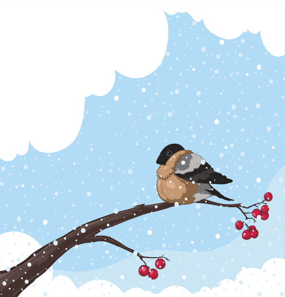 红腹灰雀图片下载