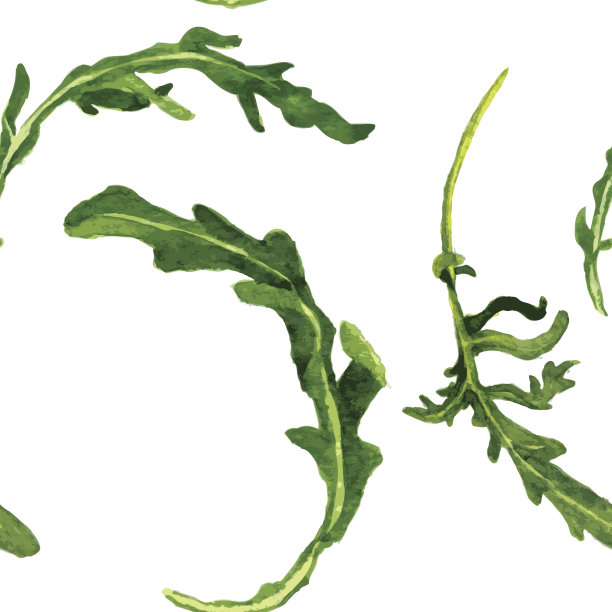 与芝麻菜叶的无缝模式图片下载