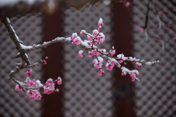 梅花图片下载