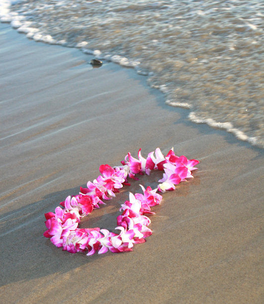 夏威夷兰花Lei图片下载