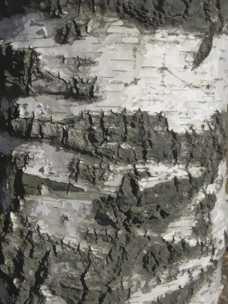 白桦树皮图片下载