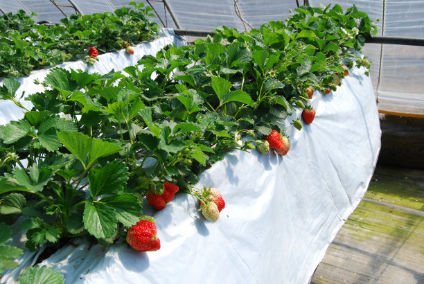 草莓温室图片下载