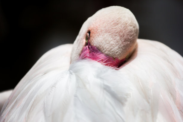 火烈鸟图片下载