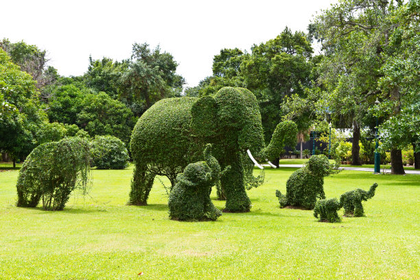 公园里的大象树。图片下载