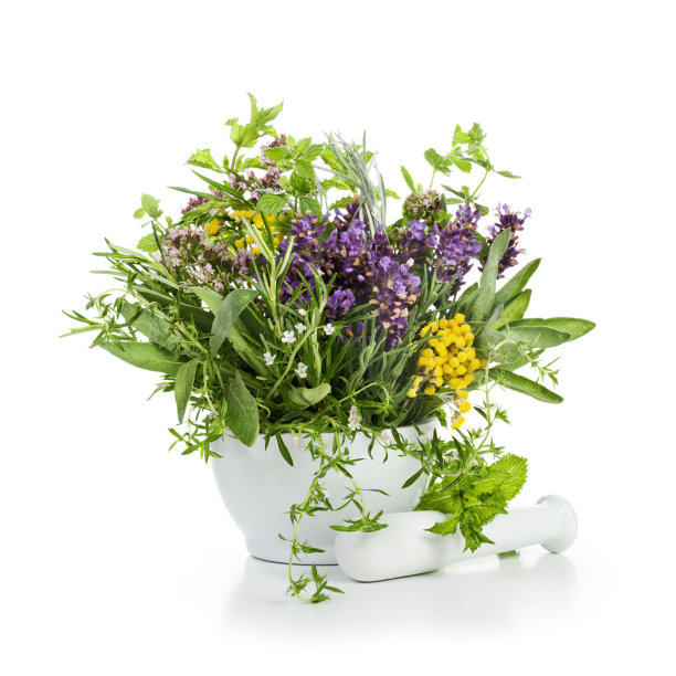 香草盛开图片下载