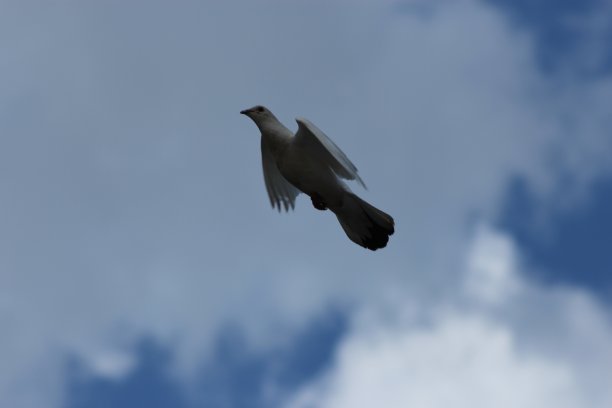 放飞的白鸽图片下载