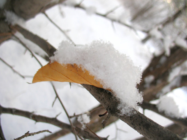 冬天的森林，干叶和雪图片下载