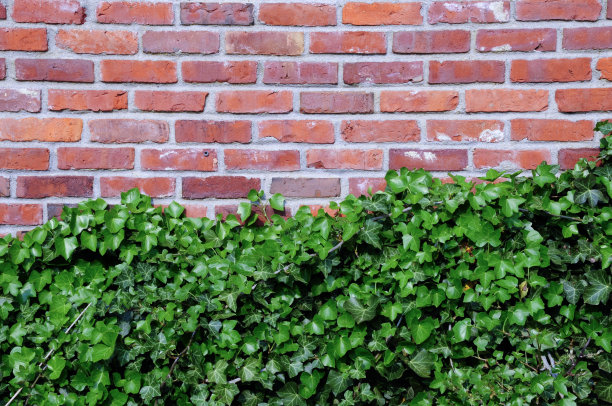 红砖墙上的常春藤图片下载