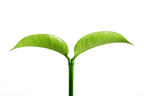 绿色的茎在白色的背景图片下载