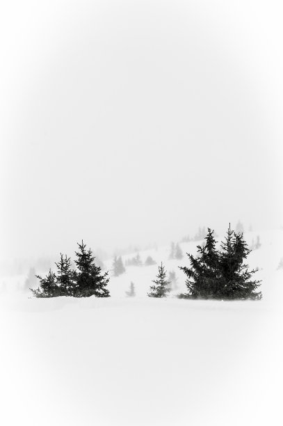 暴风雪期间山上的小松树图片下载