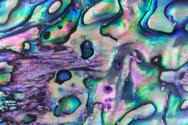 背景为蓝色、绿色和紫色鲍鱼珍珠壳。素材图片