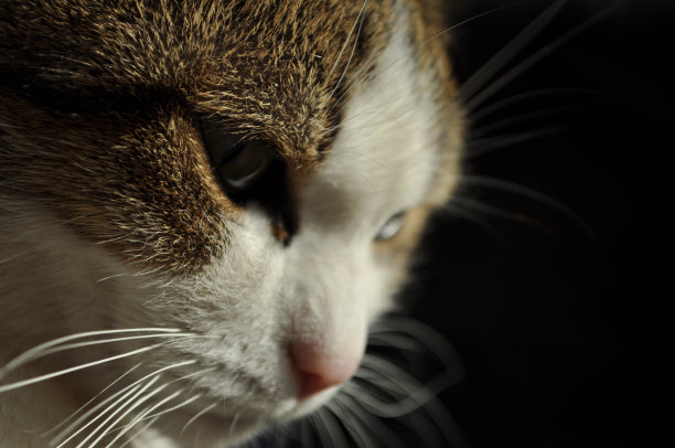 思考的猫看向右边图片下载