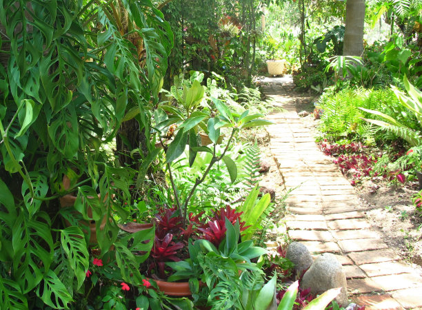 路径穿过丛林图片下载