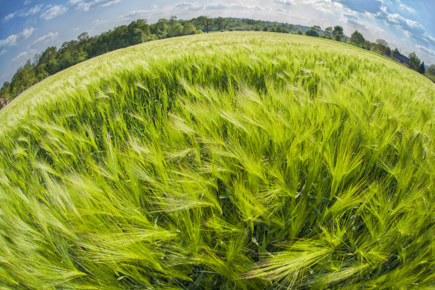 麦田图片下载