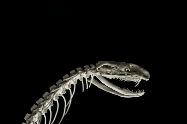 蛇的骨头。图片下载