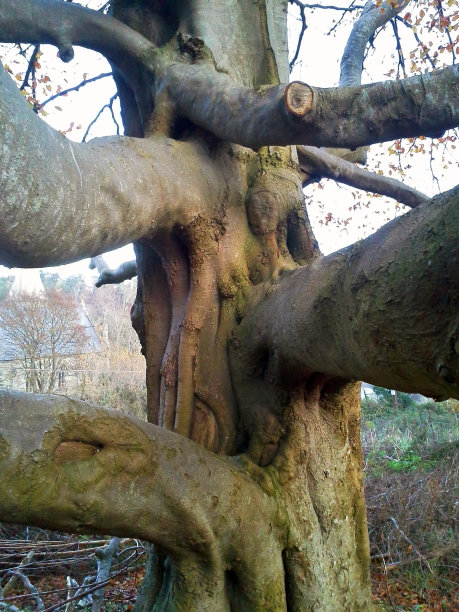 山毛榉树干和树枝图片下载