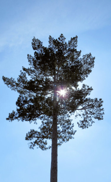 盛夏的太阳图片下载