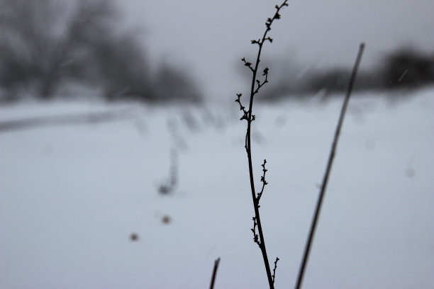雪在草地上图片下载