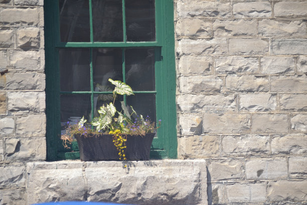 窗口包厢- Hostas和Ivy图片下载