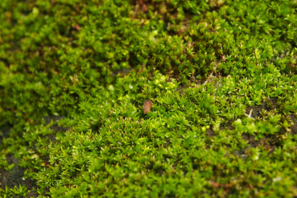 岩石上绿色苔藓的纹理图片下载