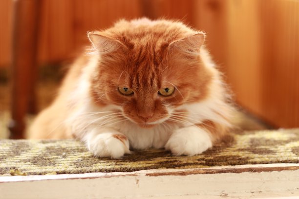 大橙色的猫图片下载