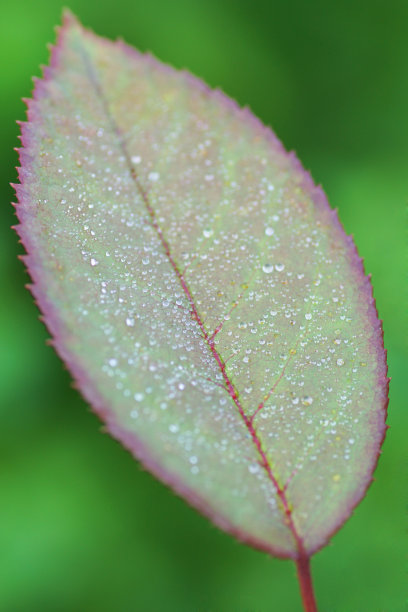 玫瑰花瓣图片下载