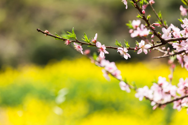 中国婺源的油菜花和中国古代建筑图片下载