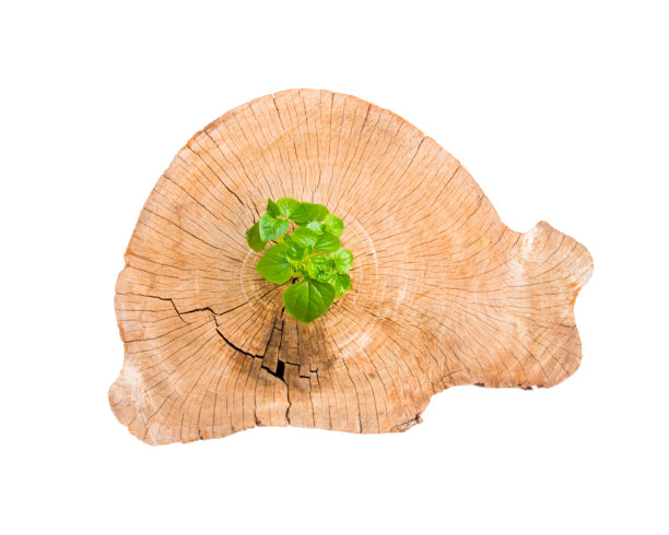 树苗从老树桩上长出来图片下载