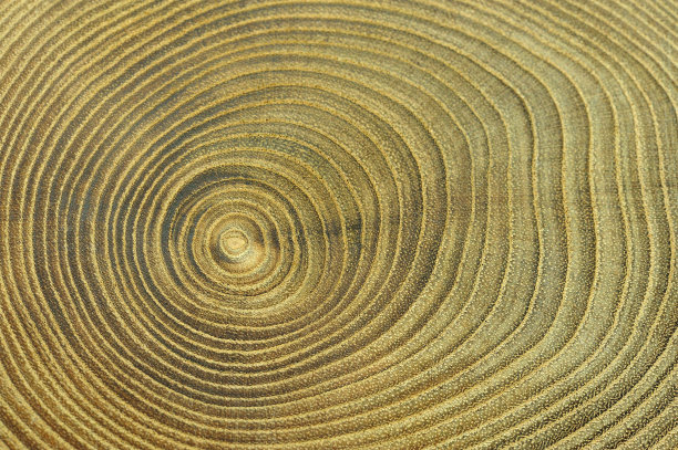 树的年轮图片下载