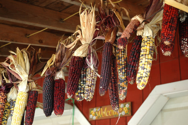 看吧米娅在被拴住了图片下载