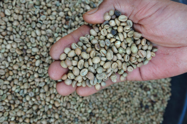 手里拿着罗布斯塔青豆。图片下载