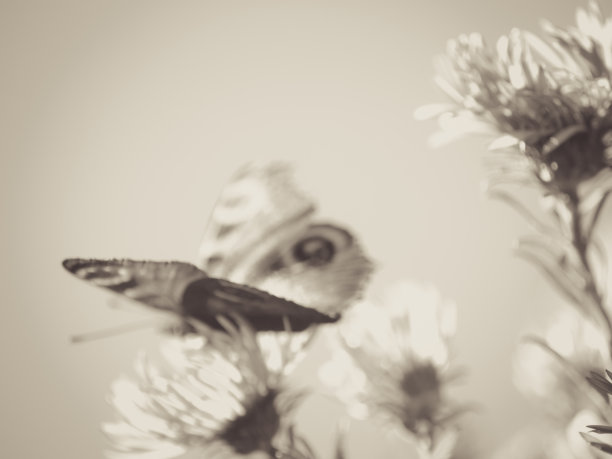 欧洲孔雀蝶，实验性的图片下载