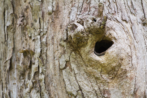 泰国北部的柚木森林图片下载