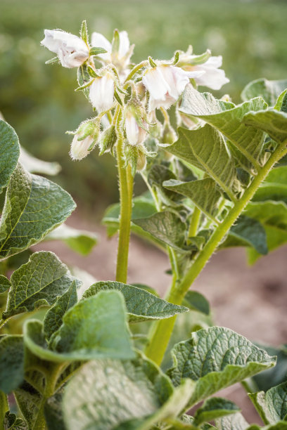 鲜花土豆图片下载