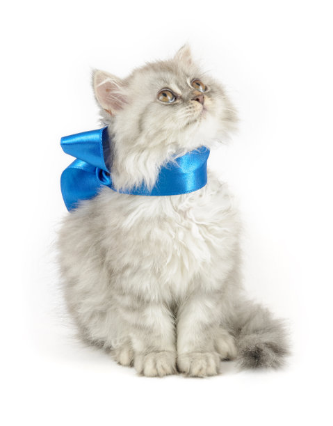 带着蓝色蝴蝶结的小猫抬头看图片下载