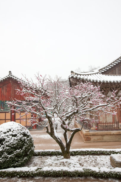 梅花素材图片