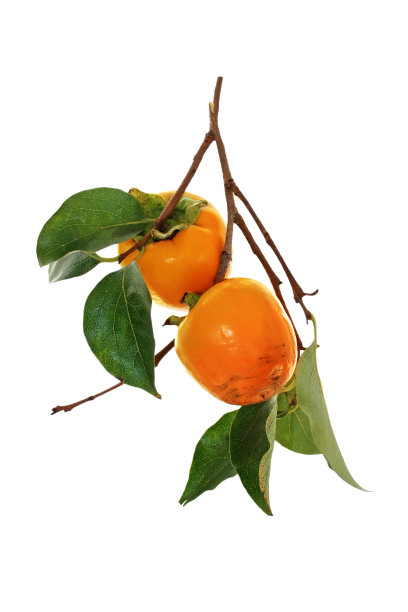 两个柿子在树枝上孤立在白色的上图片下载