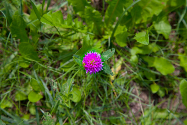 红三叶草图片下载
