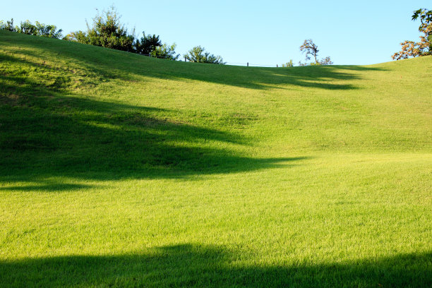 绿色公园，树和蓝天图片下载