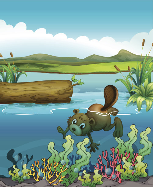 珊瑚礁附近的海狸图片下载