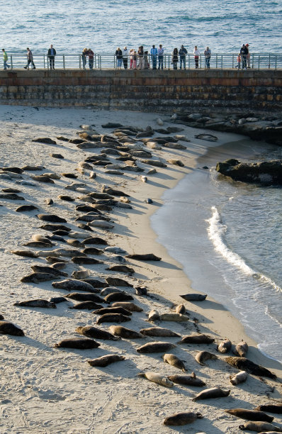 拉霍亚港海豹图片下载