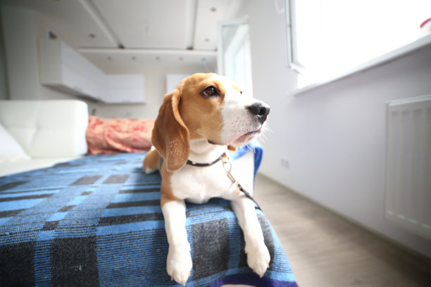 小猎犬狗躺在地毯上图片下载