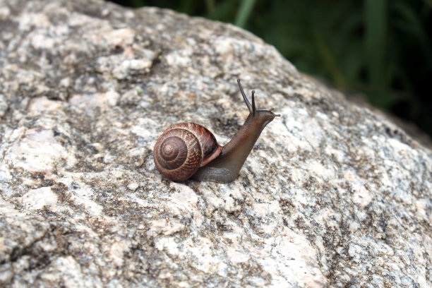 蜗牛图片下载