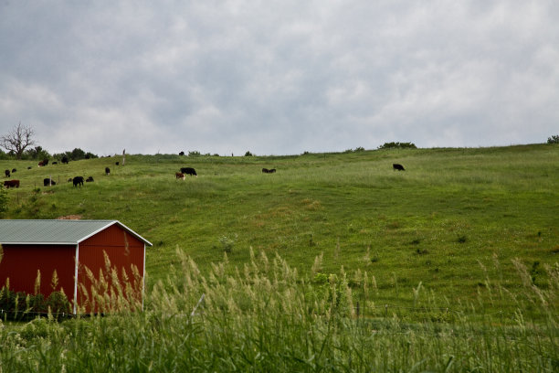 丘陵地里的奶牛图片下载