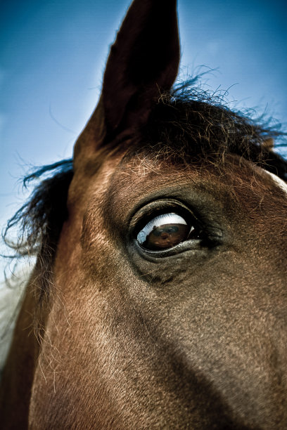 马的特写图片下载