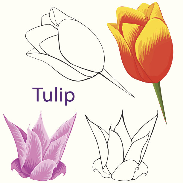 郁金香花图片下载