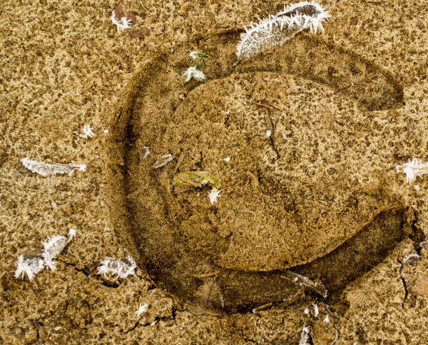 冰冻地面上的马蹄形痕迹图片下载